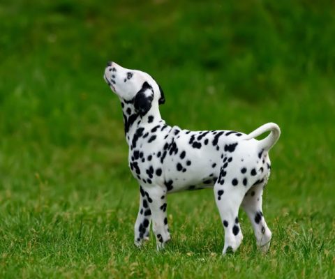 Dalmaçya Köpeği – 2 Yaşında Dişi